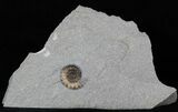 Promicroceras Ammonite - Dorset, England #30717-1